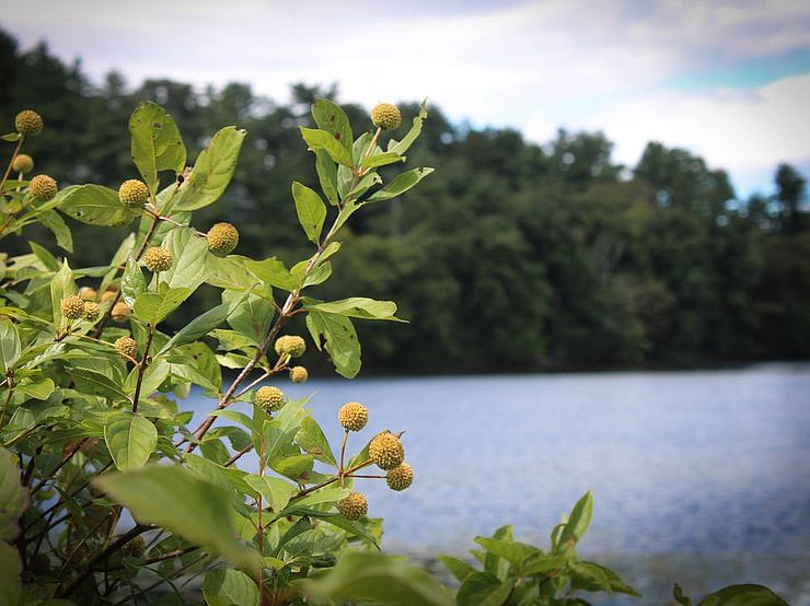 Vegetation next to a serene body of water