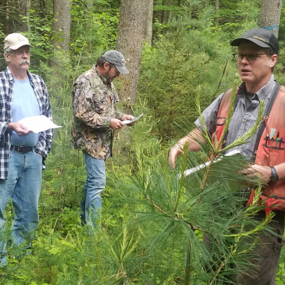 Woods Walk for Landowners