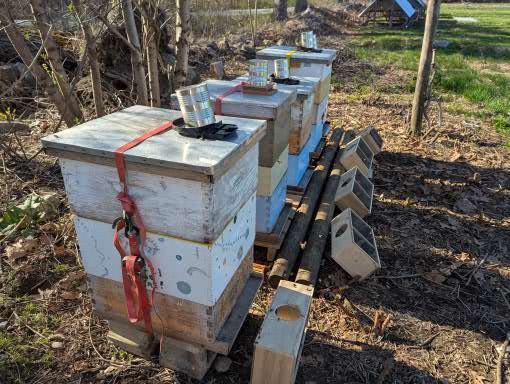 Nipmuck Cultural Hunt and Fish Bee project